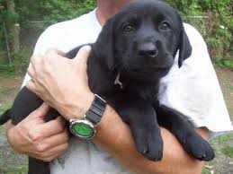 Labrador retriever puppies for adoption