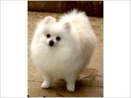 affordable pomerania puppies for adoption