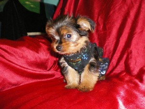 Yorkshire Terrier puppies available.