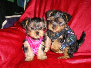 Top Quality teacup yorkie puppies available