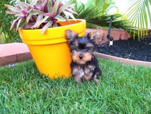 Akc X-mas Tea Cup Yorkie Puppies.