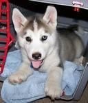 BEST Xmass Offer!! male and female siberian husky puppies available.