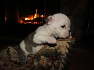 cute english bulldog puppies for Xmas