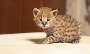 F1 Savannah and Serval Kittens call or text (540) 602-  4061