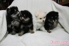 Home raised Pom puppies available. serious contact only?