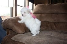 Adorable Teacup maltase puppies available for adoption