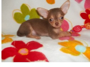 Akc X-mas Chihuahua Puppies.