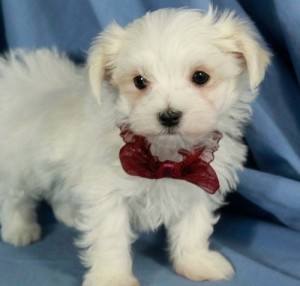 Tea Cup Maltese Puppies for Adoption