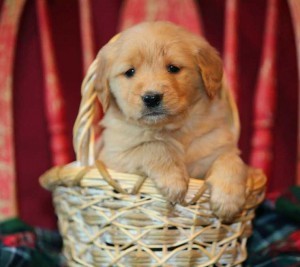 Xmas AKC REG. Golden Retriever Puppies For ADOPTION