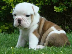 charming and lovely english bulldog puppies for good homes