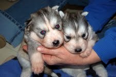 siberian husky puppies For Adoption