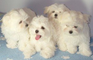 Male and female Maltese puppies available