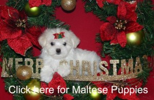 Gorgeous Christmas male and female Jack Russel puppies for adoption to good loving and caring homes text us (781) 342-4408