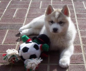 XMAS  Siberian husky Puppies For Loving Homes.