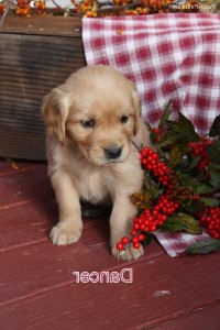 Golden Retriever puppies For Christmas