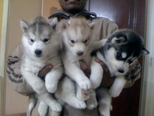 SUN,RAIN AND SNOW SIBERIAN HUSKY PUPPIES.