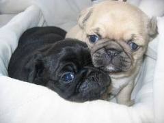 gorgeous pug pups  14 weeks old ready now