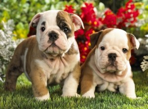 Excellent Babies of English Bulldog Puppies For Christmas Here Now