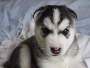 EXTRA CHARMING SIBERIAN HUSKY PUPPIES FOR FREE ADOPTION