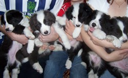 Lovely Border Collie Pups for adoption-Xmas Collies