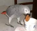 ****Cute Afruican grey Parrots available now for adoption****