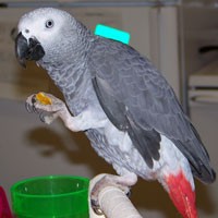 Talking African Grey Parrots For Xmas