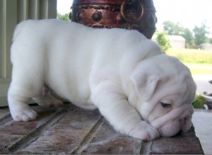 awesome X-Mass gift english bulldog puppies for adoption