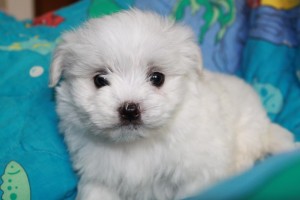 Two Maltese puppies ready for XMAS/ text me at (804) 381-0921!!!