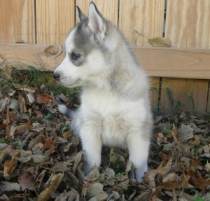 Awesome AKC Blue Eyes Siberian Husky pups For Christmas