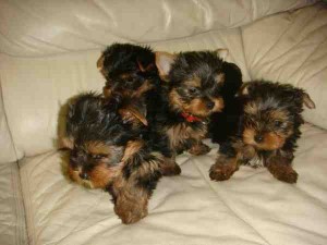 Tea Cup Tiny Yorkie puppies for Adoption