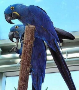 Adopt Lovely Pair Hyacinth Macaw Parrots Message To  513-900-1417