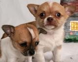 Tea Cup Tiny chihuahua puppies for Adoption