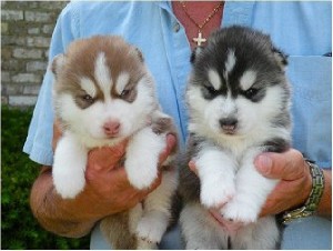 Healthy And Adorable Siberian Husky Puppies available For X-mas