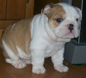 english bulldog puppies up for adoption