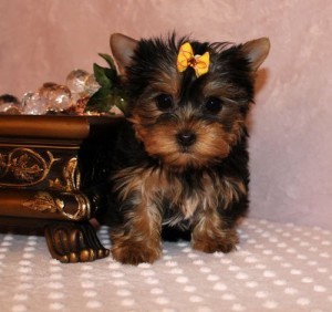 X-mas teacup yorkie puppies for adoption