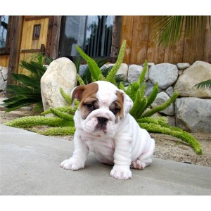 Wow Outstanding English Bulldog Puppies For Adoption