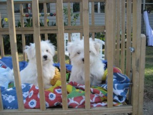 Two Maltese puppies ready for XMAS/ text me at (804) 381-0921!!!