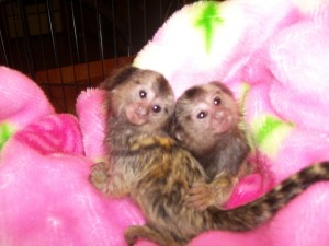 CUTE AND FRIENDLY MALE AND FEMALE BABY MARMOSET MONKEYS FOR ADOPTION
