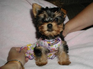 *****Wonderful and Cute Yorkshire Terrier Puppies For X-mass****