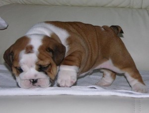 X-MAS- GIFT: SMART &amp; BRILLIANT PARTY BULLDOG PUPPIES AVAILABLE TO PET LOVING HOMES!!!!