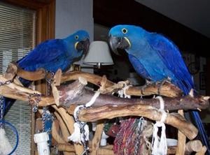 2 PLAYFUL HYACINTH MACAW PARROTS FOR A LOVELY HOME Send Text 513-900-1417?