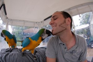 macaw birds for sale