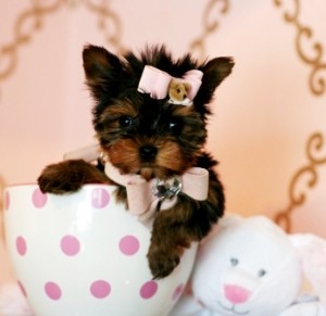 Adorable and very cuddly yorkie puppies available for X-mas