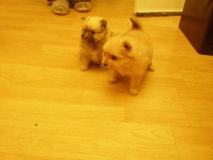 Gorgeous Litter Of Teacup Pomeranian Puppies