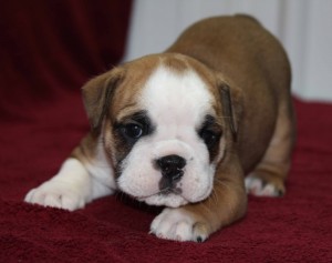 ENGLISH BULLDOGS PUPPIES FOR ADOPTION