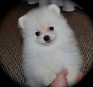 Gorgeous Male and Female Pomeranian puppies for a good home