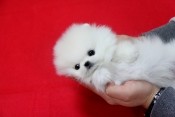 **Tiny Teacup Pomeranian Puppies For Adoption**