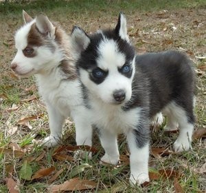 free to good home siberian husky puppies