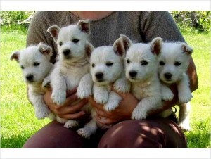 Stunning West Highland Terrier Puppies looking for forever loving homes.