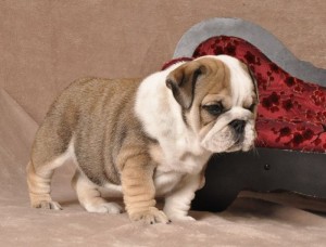 WOLFRAM Litter of Bulldog Puppies Available